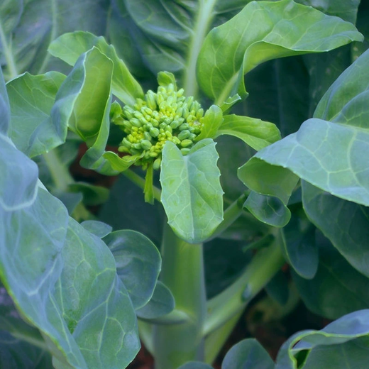 Xiangbin kale seeds kale field open-air planting in spring, summer, autumn and winter sowing pot seeds Guangdong vegetable seeds white flower willow leaf kale seeds 2000 original 10 packs