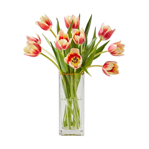 Sweet and Romantic Domestic Tulips 10 Random Colors