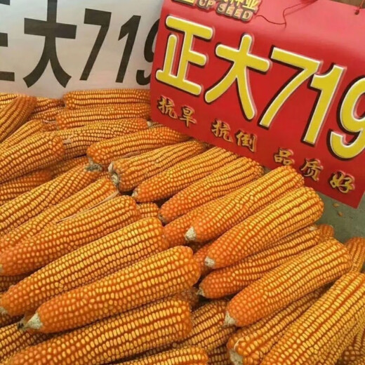 谷真正大719杂交玉米种子抗倒矮杆果穗长型杂交种玉米 散装一斤