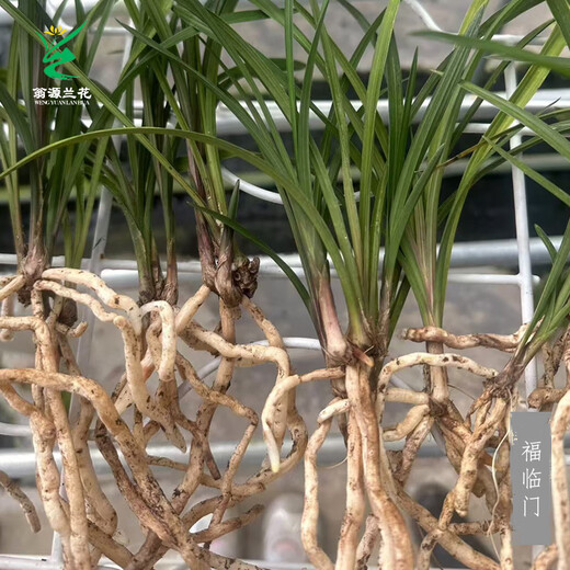 Wengyuan Orchid Lotus Petal Orchid Fulinmen Thin-Leaf Red Orchid Potted Fragrant Orchid Fulinmen 3 Seedlings Extra Strong Seedlings Simple Pot Soil
