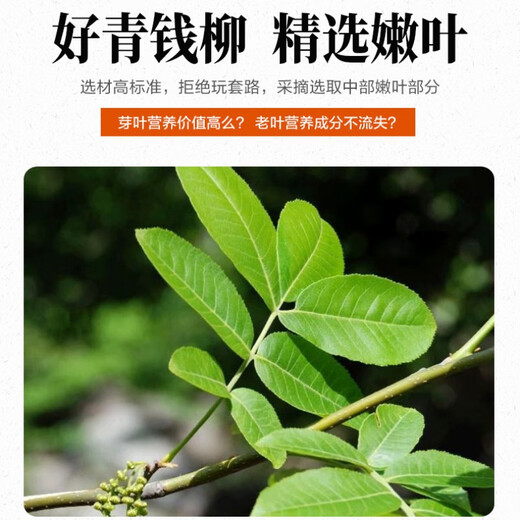 青钱柳批发修水金钱柳张家界青钱柳湖南城步茶 原叶500克(一斤)一疗程