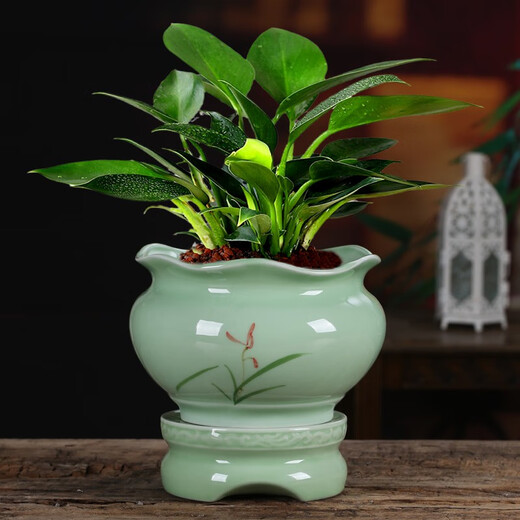 Yuxuantang Celadon Sukkulente Phalaenopsis Spezialblütenblüte mit Basis großgrößen Keramik Lazy Simple Spider Plant Orchidee Bonsai yy Pink Pflaumen Grün 719+ Lazy Base