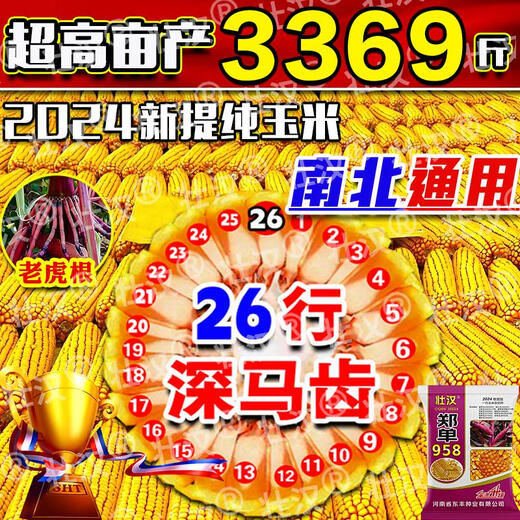Zhuanghan Academy of Agricultural Sciences National Approval of Corn Seeds Zhengdan 958 High Yield Short Stem Lodging and Drought Resistance Big Stick New Variety Baogu Live Stalk Mature 3Jin Jin equals 0.5kg South and North Tong has a high germination rate