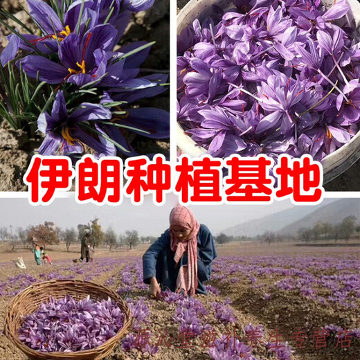 藏迪康藏红花伊朗特级正宗西红花番红花泡水喝3g5g礼盒装 伊朗特级红钻牌原装整瓶100克