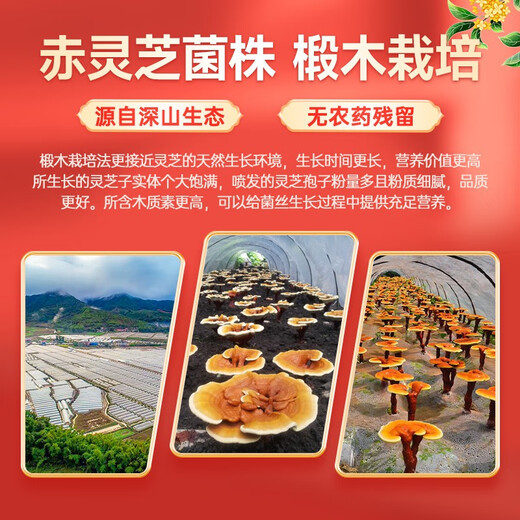 Fuyuankang Breaking Wall Ganoderma Lucidum Spore Powder Contains Ganoderma Lucidum Spore Oil Changbaishan Ganoderma Lucidum Extract Immunity Enhanced Health Products [1 bag 1 day] 3 grams/bag