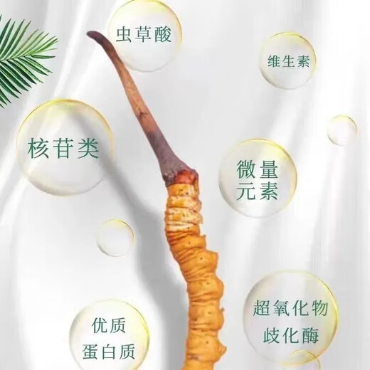 新鲜冬虫夏草2025年头期虫草正品领导高海拔送礼正宗鲜虫草过节 0.7-0.8克/根   10根鲜虫草 冬虫夏草  顺丰发货