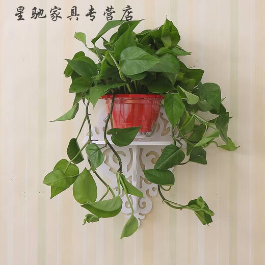 Ancient Fan Maple wall hanging pothos flower rack wall storage rack wall hanging no punching bedroom wall partition living room wall decoration shelf