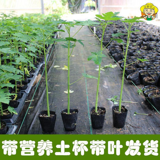 Dwarf papaya seedlings, fruit papayas, red-fleshed papaya seedlings, large green papaya seedlings that bear fruit in all seasons of the year, potted courtyard, 4 dwarf papaya seedlings (10 cm high), free reissue after receiving dead seedlings (with cups and leaves)