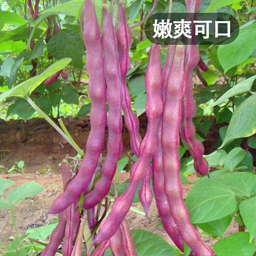 Fengming Yashi green bean seeds spring and autumn purple beans farm field planting red beans seeds 200g