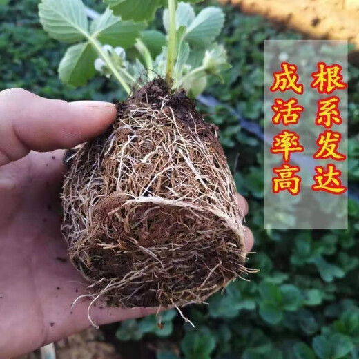 Strawberry seedlings shipped from original soil, flowering and big fruit, cream strawberry seedlings for four seasons, wholesale of current year fruit plug seedlings, 6 Ningyu strawberries, shipped from original soil + fertilizer