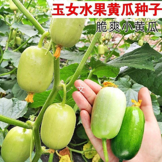 Jade Girl Fruit Cucumber Seeds Mini Small Cucumber Seeds Eat Raw Crisp and Sweet Without Residues for Spring and Autumn Planting Balcony Pot Seeds - Mouthful Juice Jade Girl Cucumber Seeds Pack of About 5 Original New Products - New Seeds 1 Bag (50 Tablets) Song Fertilizer