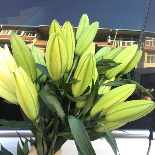 Jimmy Deer rare orange lily flowers, 10 orange lilies + get 2 free, fresh cut bouquets from Yunnan base sent directly from the source