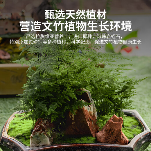 Shangyang Asparagus plant nutrient soil 8L gardening green vegetable growing organic peat soil granular soil potted planting matrix soil