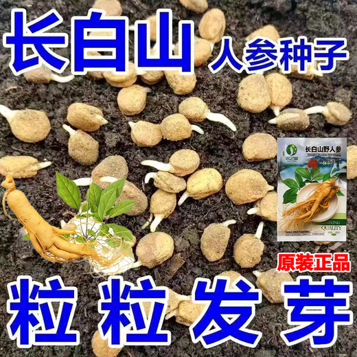 Changbai Mountain ginseng seeds, wild ginseng seeds, easy to grow Chinese medicinal materials in all seasons, easy to live indoor flower pots, ginseng seeds, shipped without buds, selected 1 small bag, about 20 capsules