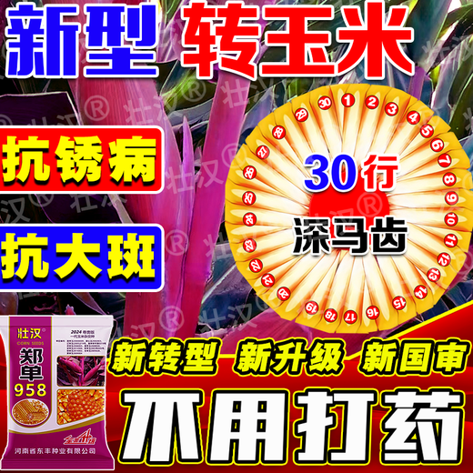 Zhuanghan Academy of Agricultural Sciences National Approval of Corn Seeds Zhengdan 958 High Yield Short Stem Lodging and Drought Resistance Big Stick New Variety Baogu Live Stalk Mature 3Jin Jin equals 0.5kg South and North Tong has a high germination rate