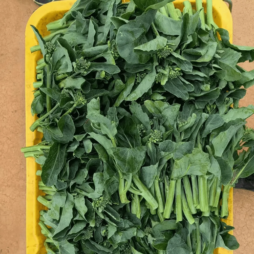 Xiangbin kale seeds kale field open-air planting in spring, summer, autumn and winter sowing pot seeds Guangdong vegetable seeds white flower willow leaf kale seeds 2000 original 10 packs