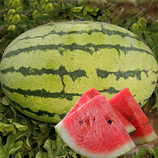 Shouhe Lazy Man Watermelon Seed Lazy Man King Melon Extra Large Spring No Pruning Lazy Man Fruit Seedling Southern Sweet Lazy Man Watermelon Seed 50 capsules + 1 pack of fertilizer 50g