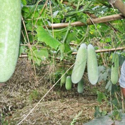 One melon per section, winter melon seeds, hairy section melon, small winter melon, stable yield for all seasons in spring, potted vegetable seeds, 100 pieces, pink-skinned winter melon