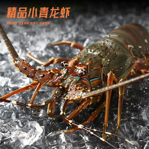 Domestic seafood gift box big gift box Dongxingban Qingqing lobster abalone gift box Dragon Boat Festival gift box 688 gift box [Lobster abalone pompho gift box]