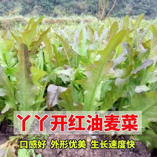 Purple sweet oil wheat splits, Yaya opens red and purple, four-season sowing fast-growing leafy vegetable, red-tipped red wheat cabbage seeds, about 1005 seeds, high-quality seeds ++ product