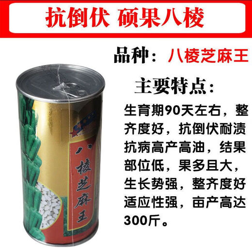 New Aerospace Overlord Whip Sesame Seed High Oil High Yield White Sesame Seed Hybrid Field Short Stem High Oil Containing Sesame Seed Sesame King 150g Can/High Yield White Sesame Seed