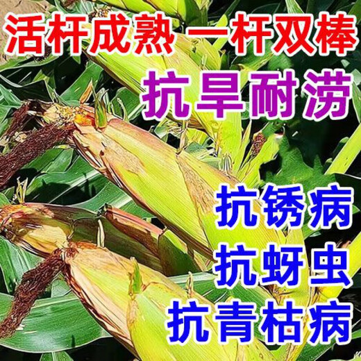 Nationally approved Rip 909 red shaft big cob corn seed, high yield, short stem, lodging resistance, disease resistance, drought resistance, wholesale corn, 4400 grains per acre, Song high yield seed dressing, improved version Rip 909 guaranteed