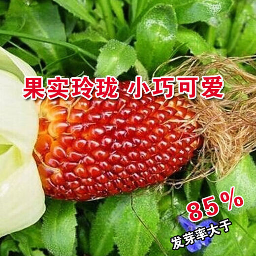 Strawberry, fruit, corn seeds, pineapple, corn seeds, whole season planting of ornamental vegetables in the field, wholesale of corn seeds, strawberry corn seeds 20g, packed