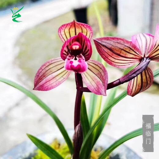 Wengyuan Orchid Lotus Petal Orchid Fulinmen Thin-Leaf Red Orchid Potted Fragrant Orchid Fulinmen 3 Seedlings Extra Strong Seedlings Simple Pot Soil