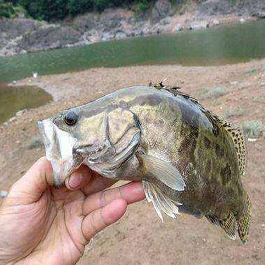 Yuzhen rope fishing hook fishing, fishing string hook line hook fishing hook fish hook full set of black fish artifact yellow spicy turtle fishing turtle hook big hook 100 hooks/main line 150 meters send hook glue strips default