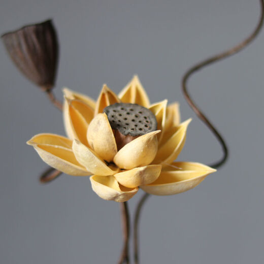 AIMAN dried lotus flower bouquet lotus lotus real flower Zen style air-dried Chinese flower arrangement living room decoration ornaments to attract wealth Set of 10 (with jar)