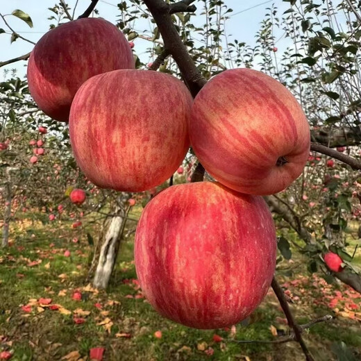 Jingdida Yantai Qixia Red Fuji apple net weight 4.5Jin Jin is equal to 0.5kg. Single fruit is about 193g. Yantai apple fruit is sent directly from the source.