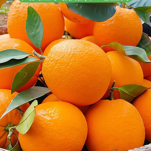 Frische Jinan-Orangen aus Jiangxi, Gannan-Navel-Orangen, frische Orangen aus dem Obstgarten und frisches Obst, Geschenkbox zum Gruppenkauf für die Neujahrsfeiertage. Nettogewicht: 9 Jin Jin entspricht 0,5 kg. Premium-Orange 160–220 g