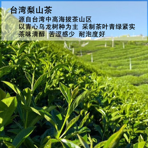 苔圣园新台湾梨山茶叶原装高山乌龙茶梨山高冷茶正宗清香型绿茗茶2025 3号清香台湾梨山茶叶配罐 150g*2罐