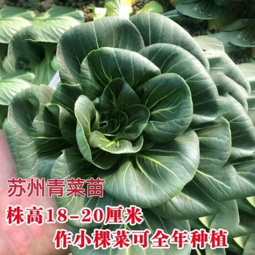 Qiuying short-legged Suzhou green vegetable seedlings all seasons Shanghai green rice seedlings Wuta small green vegetable seedlings balcony field vegetables Shanghai green 1 pack