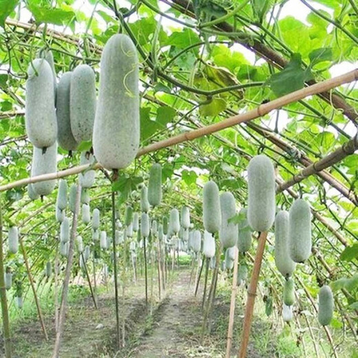 One melon per section, winter melon seeds, hairy section melon, small winter melon, stable yield for all seasons in spring, potted vegetable seeds, 100 pieces, pink-skinned winter melon