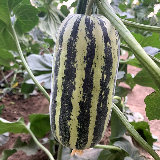 Zhongke Maohua vegetable and fruit seeds Bomei No. 9 melon seeds Huayang Boyang series Bomei 91 melon seeds 94 super sweet Bomei 91 melon seeds 2000 capsules