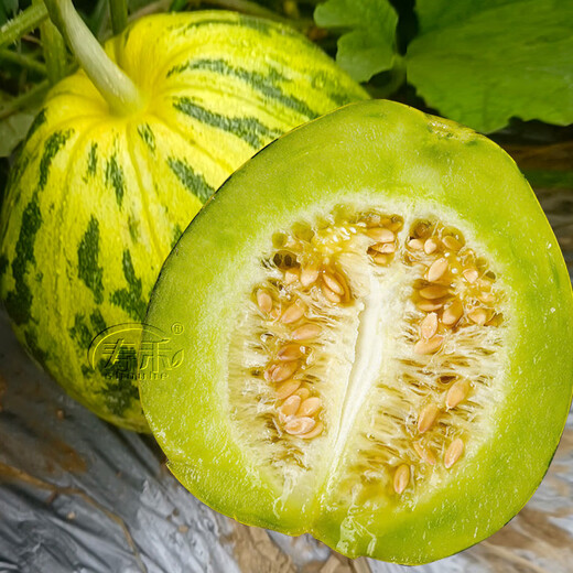 Shouhe Balixiang Melon Seed Collection Super Sweet Extra Large Balixiang Melon Seeds About 30 capsules x 2 bags
