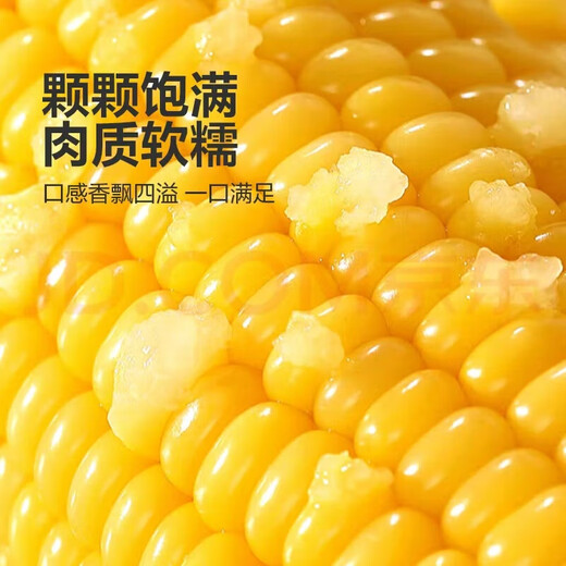 Fresh yellow waxy corn vacuum-packed instant corn low-fat whole grain meal replacement multigrain breakfast affordable 10 sticks 180g-220g/stick