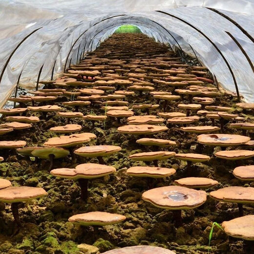 【官方店旗舰】长白山脉灵芝孢子粉野生优选林芝孢子粉产地一手货源产地直发内廷上用 精品灵芝孢子粉【250克】一瓶