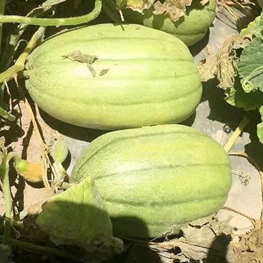 Shouhe Green Skin Melon Seeds Large Whole Melon Green Skin Melon Seeds 100 capsules x 2 Cost-effective