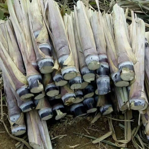 Jingyu Guangxi sugarcane seedlings thin-skinned red-skinned sugarcane seedlings 20 pieces of sugarcane wholesale whole package live fresh seeds selected 5 Guangxi black-skinned sugarcane seedlings middle section