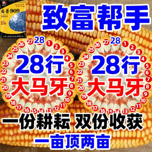 Nationally approved Rip 909 red shaft big cob corn seed, high yield, short stem, lodging resistance, disease resistance, drought resistance, wholesale corn, 4400 grains per acre, Song high yield seed dressing, improved version Rip 909 guaranteed