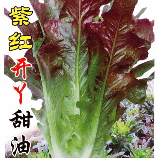 Purple sweet oil wheat splits, Yaya opens red and purple, four-season sowing fast-growing leafy vegetable, red-tipped red wheat cabbage seeds, about 1005 seeds, high-quality seeds ++ product