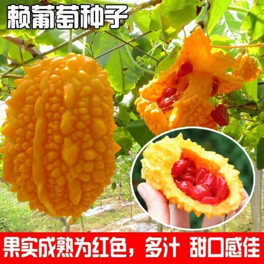 Small Seed Melon Seeds, Fruit Lai Grapes, Ley Grapes, Golden Lingzi Small Ley Melons, Small Seed Melon Seeds, 20 capsules, free organic fertilizer