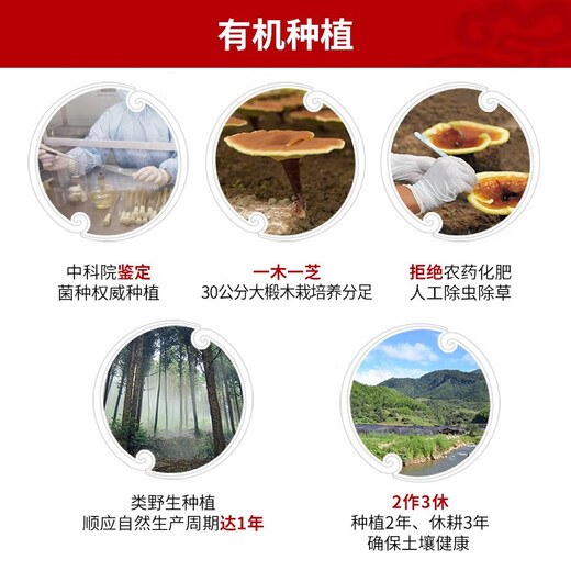 仙芝楼牌破壁灵芝孢子粉胶囊增强免疫力中老年人保健食品术后康复送礼品 3*80粒/瓶共240粒【下单加送8袋】