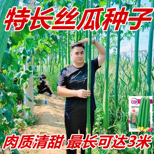 Long luffa seeds are planted in all seasons, early maturing snake-shaped luffa garden pots contain luffa, meat and vegetable seeds. The flesh is sweet. Long luffa seeds are planted all year round. Original 100 capsules. 95% selected.