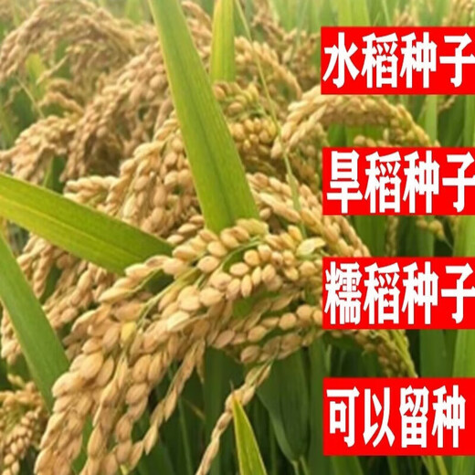 旱稻种子糯稻水稻种子南粳9108郑旱10号珍珠香米常规可以留谷种籽 [水稻种子]金香玉686一斤