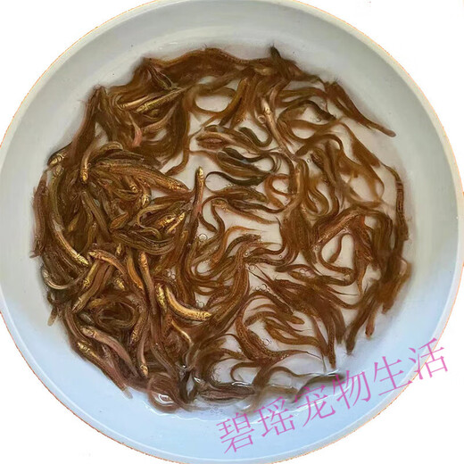 Taiwan loach seedlings ornamental fish, round loach aquarium live feed feed fish fresh Taiwanese loach turtle fresh water fish 2-3 cm 200 loaches + 10%-20% damage prevention