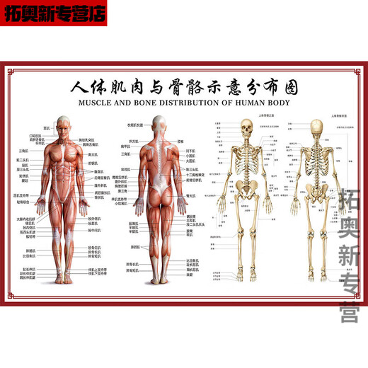 Miaopule human body acupoints high-definition illustrations complete traditional Chinese medicine health care human body meridian acupoints chart large wall chart whole body high-definition acupuncture points 017 human muscle and bone diagram pp glue can be peeled off and can be pasted 50x70 cm = 28 inches