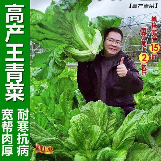 Sichuan Kuanbang green vegetable seeds, pickled pickles, sauerkraut, pickles, medium-ripe large-leaf autumn vegetable seeds, hot product impulse, Kuanbang green vegetable seeds, new this year, RNG9 original factory, 5 packs, about 5,000 grains
